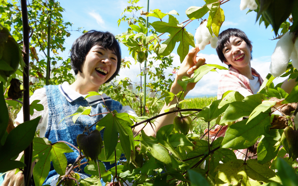 《富士山綿花田》主圖片